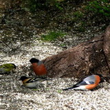 Bears trail - Birds